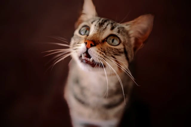 Adorable tabby cat with periodontal disease or tooth loss.