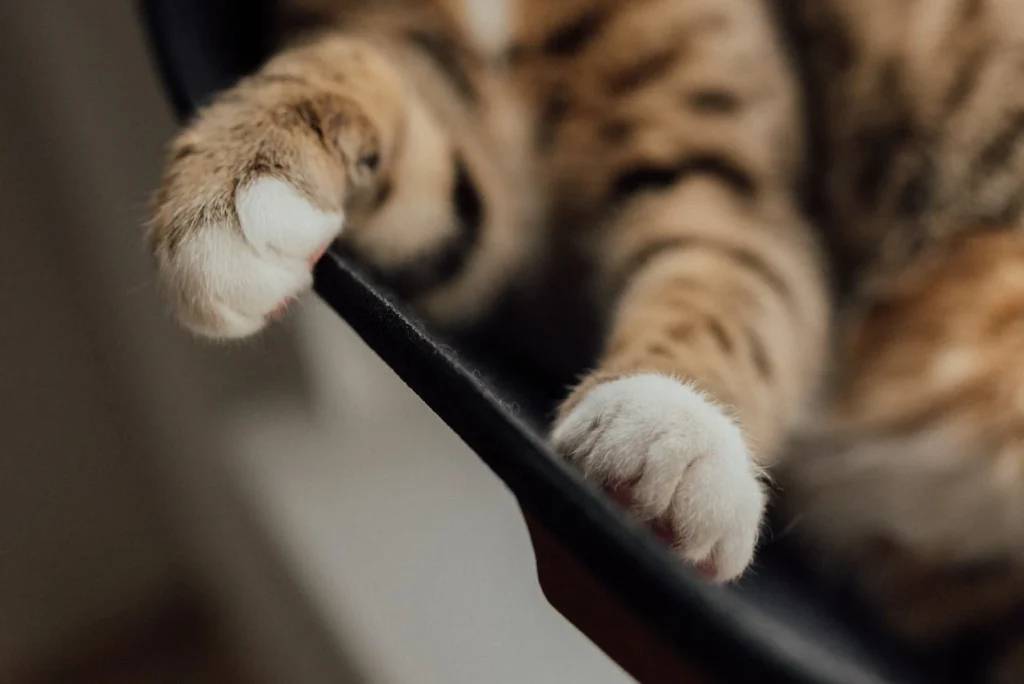 Brown Tabby cat in close up shot nails should be trimmed.