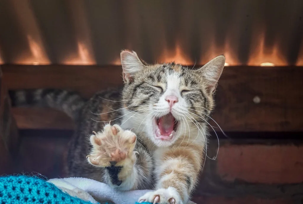 Brown Tabby cats nails in close up.