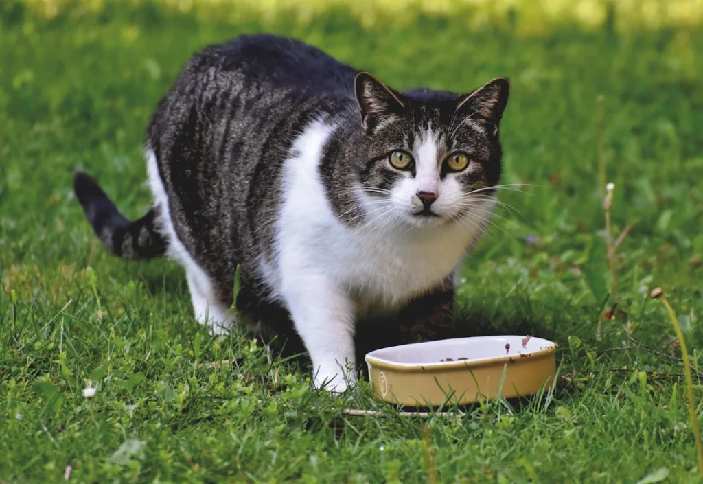 Switching cat to a raw diet: a cat is eating raw outside.