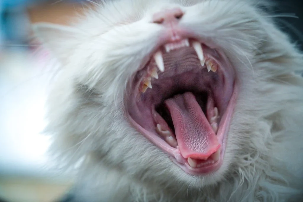 Cat with open mouth and clear teeth getting dental cleanings. 