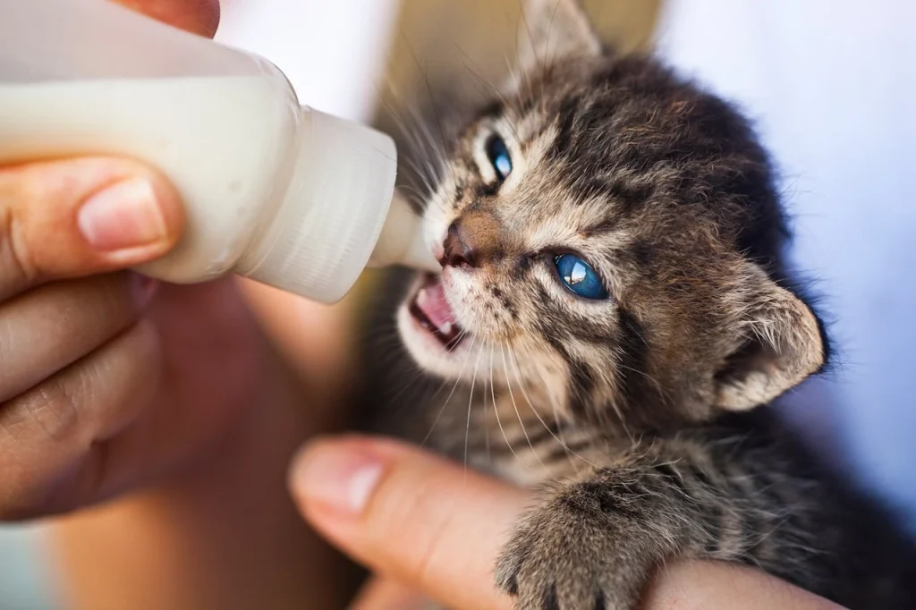 Close-Up Photo of Person Feeding a Kitten