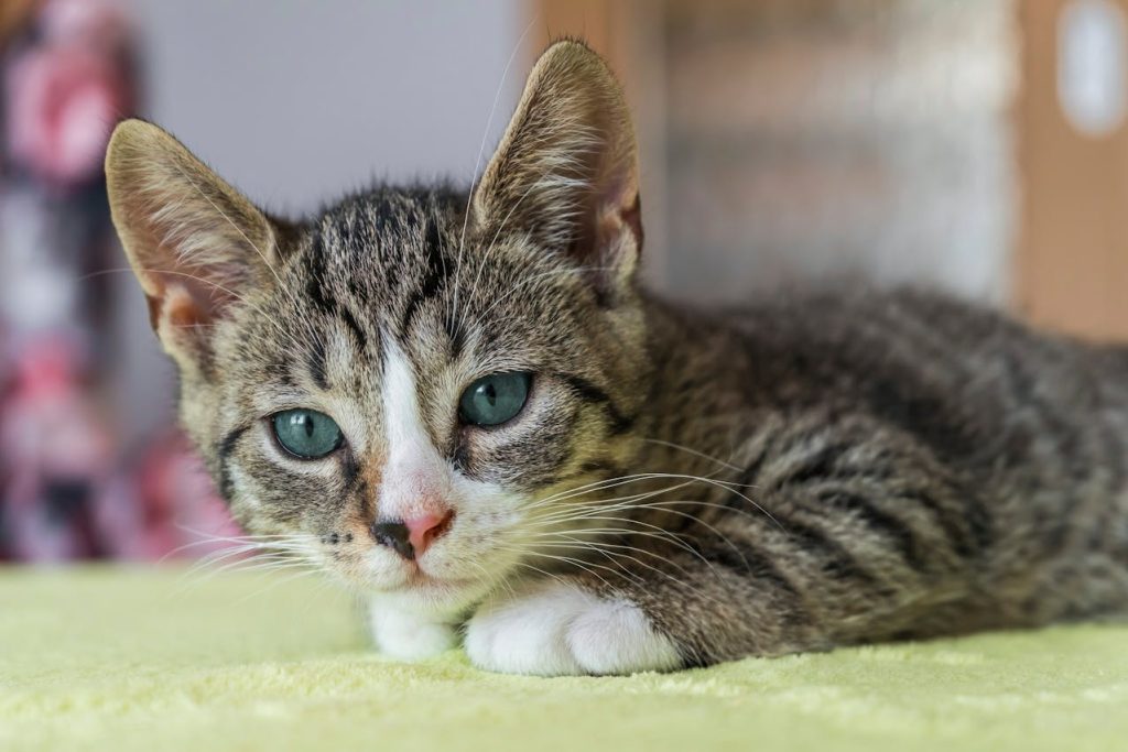 Cute cat on a green carpet used as scratching surface by Gundula Vogel