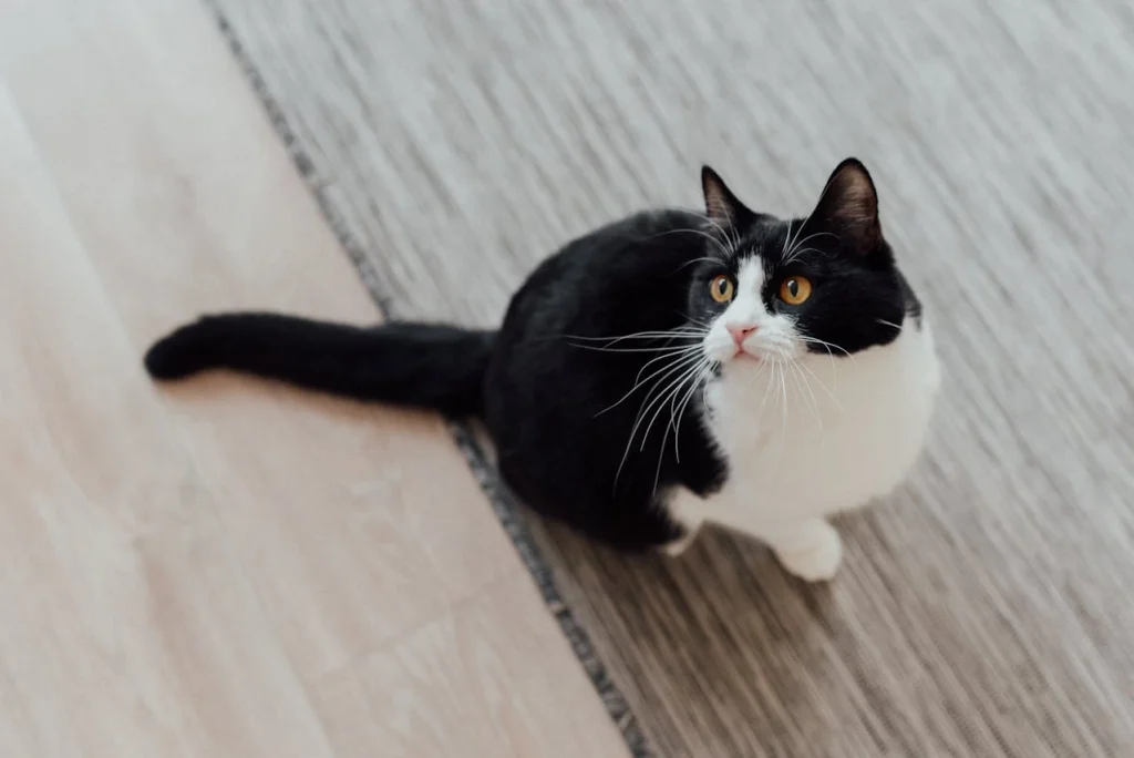 a tuxedo cat on a wooden floor with a clear cat tail movements.