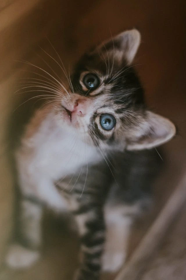 Black and white kitten is looking up expecting to have teeth cleaning.