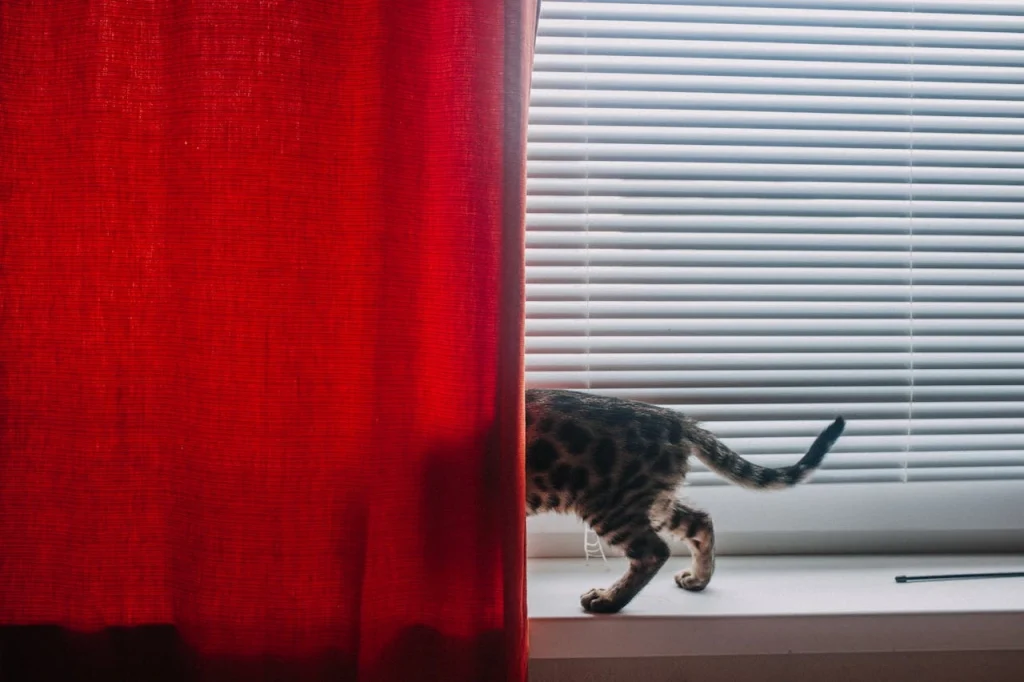 A cat behind curtain on windowsill with straight tail position.