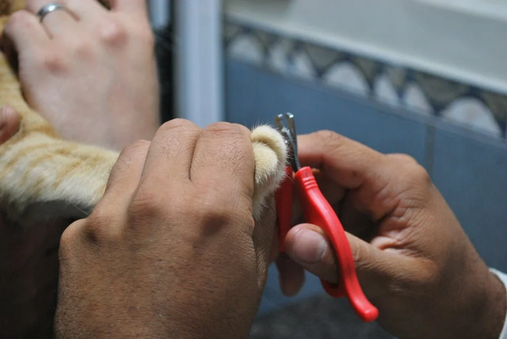 a cat is getting regular nail trimming by vet.