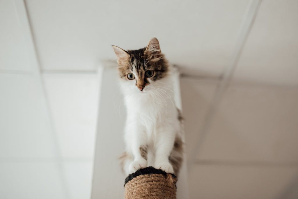 Cat standing on a scratching post by Arina Krasnikova