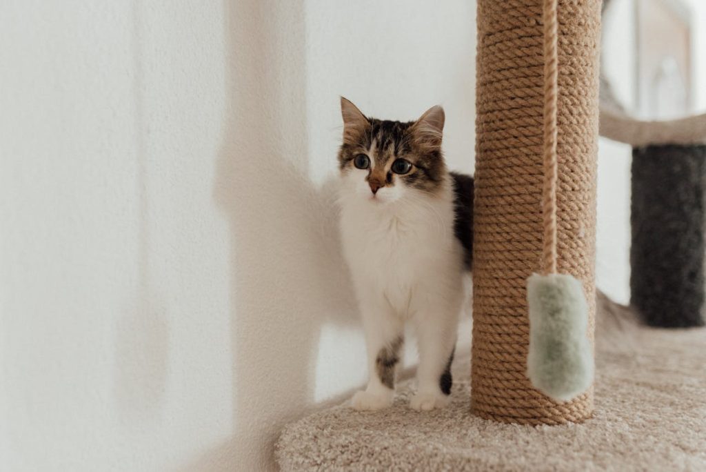 Cute cat standing near scratching post by Arina Krasnikova