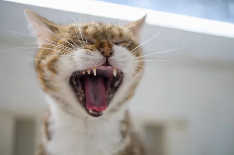 Close up cute cat having pain in teeth and getting ready for cat dental cleaning.