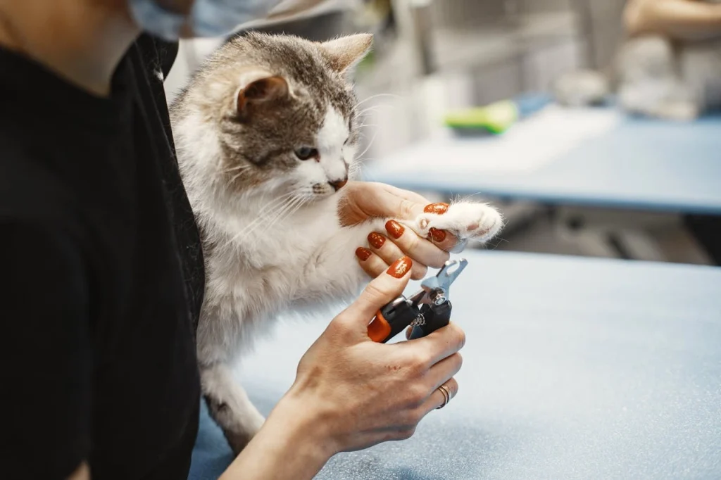 A cute cat having their nails trimmed by a lady.