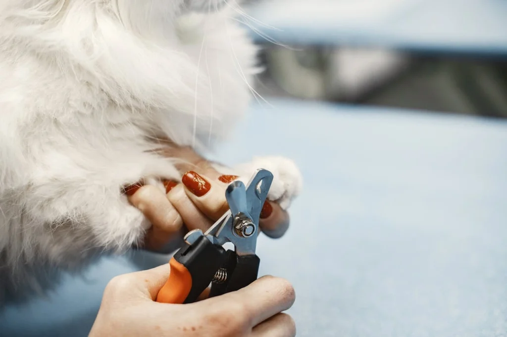 Cute cat having their nails trimmed by vet