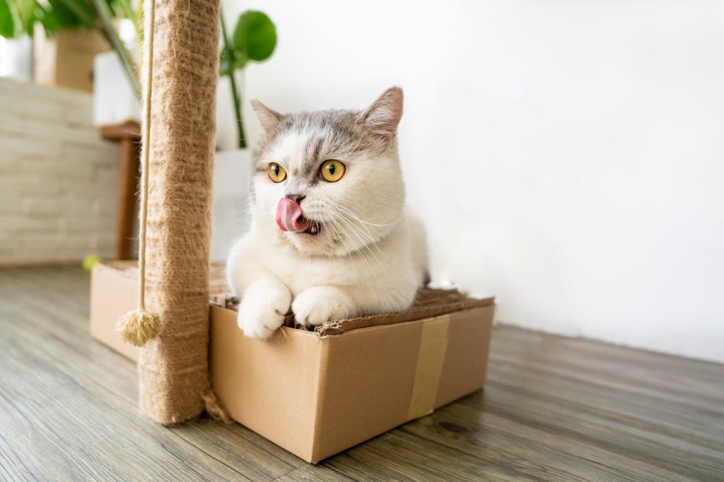 Cute cat in scratch-free home sitting in a box of paper.