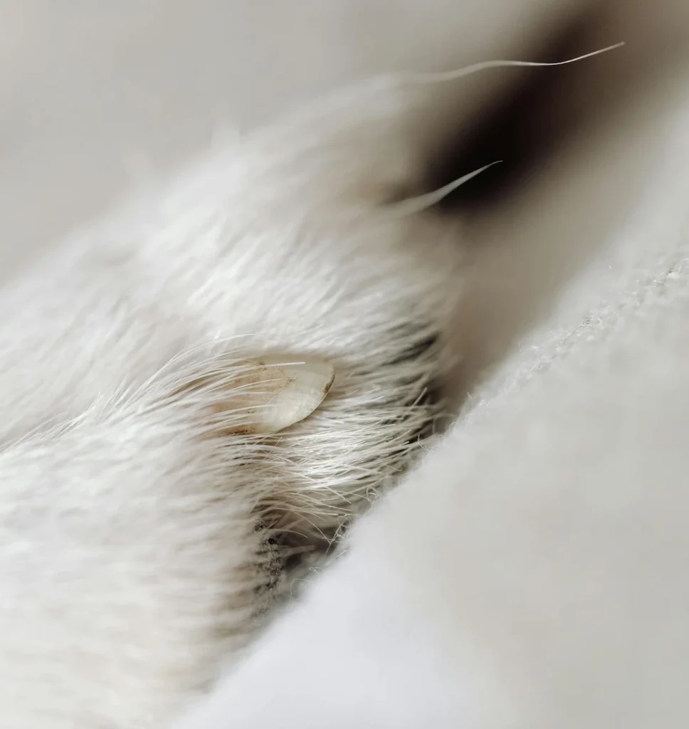 Example of an ingrown cat nail.