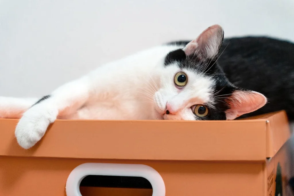 A white cat relaxing on a box similar to a cat litter box.